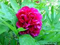 2004-0517Peony